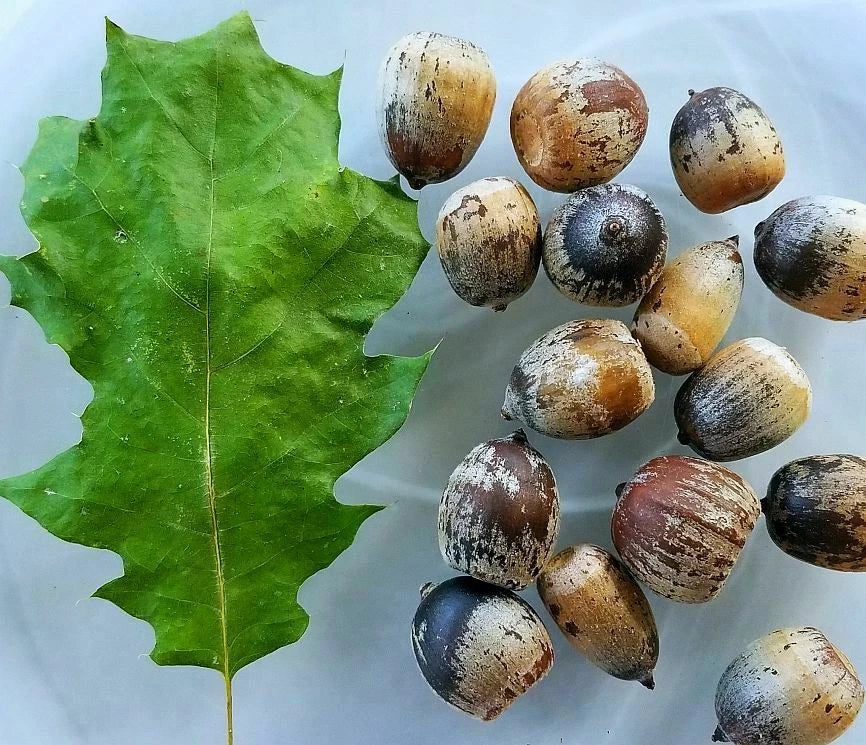 Eastern Black Oak Acorns Seeds (25) - Quercus velutina - Native Tree Seeds for Zones 4-8, Ideal for Wildlife Habitat