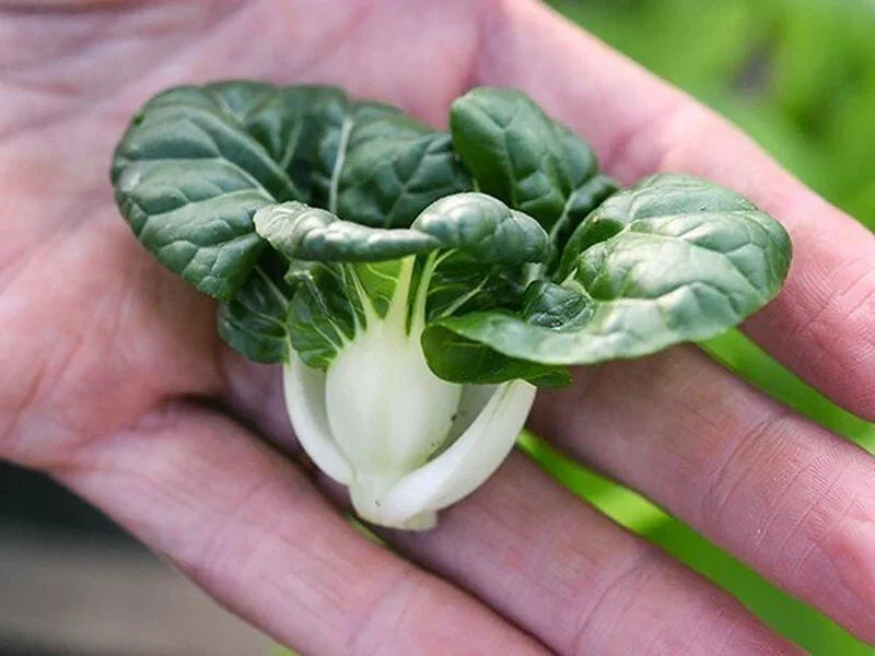 Cabbage Seeds 100+ Pack - Pak Choi Extra Dwarf White Stem - Heirloom Brassica rapa subsp. chinensis - Rare Vegetable Seeds