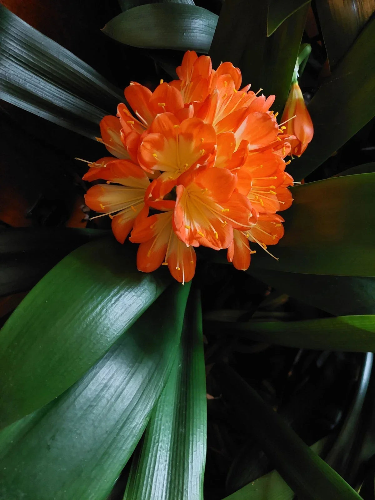 Clivia Miniata Broadleaf Plant, 5-Year-Old Indoor Houseplant, Non-Flowering, USA Grown, Easy Care Foliage Plant