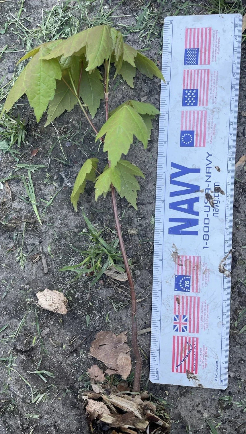 Well Rooted Maple Tree Sapling 11"-12" Unknown Variety Acer spp. Ideal for Landscaping and Gardens