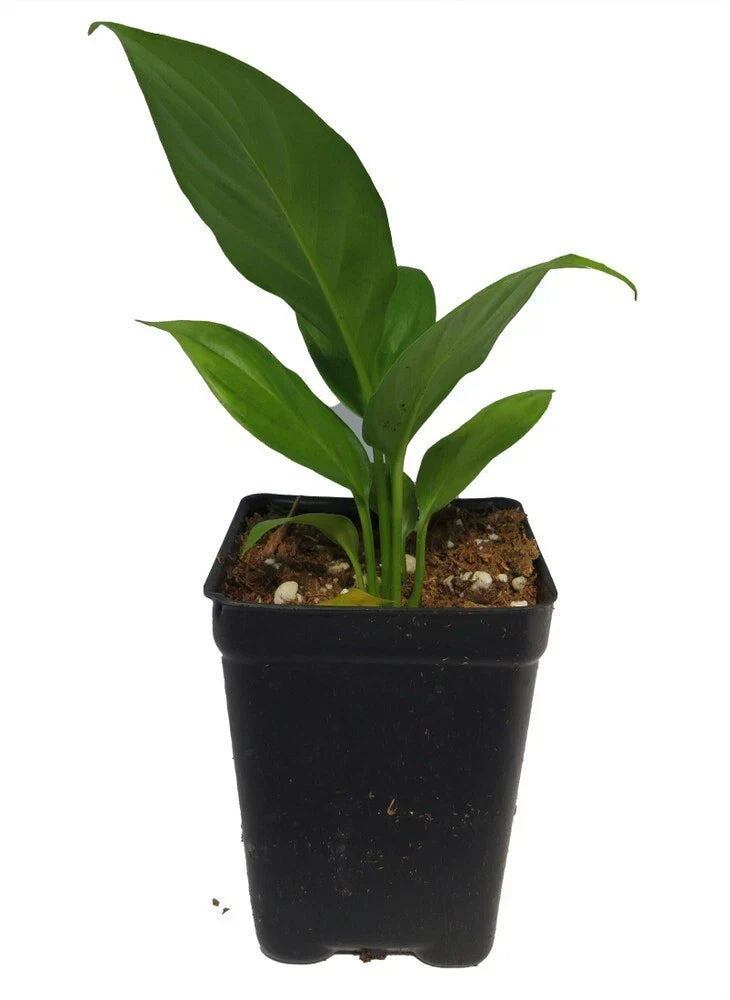 Peace Lily Plant 2.5” Pot Sunshine Loveworthy Spathiphyllum Easy Care Indoor Houseplant