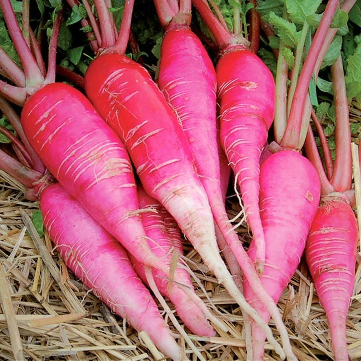 China Rose Radish Seeds | 200 Seeds | Pink Red Daikon | Raphanus sativus | Fast-Growing Asian Vegetable Seeds