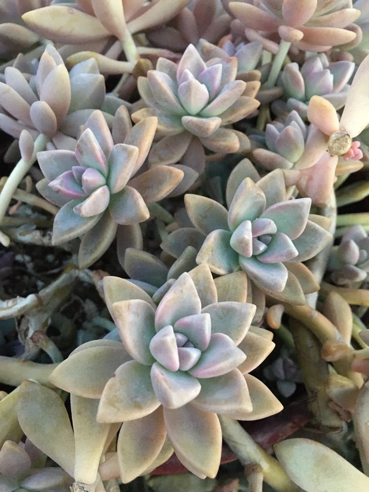 Graptopetalum Paraguayense Ghost Plant Succulent Cuttings - 3 Healthy Stem Cuttings for Easy Propagation