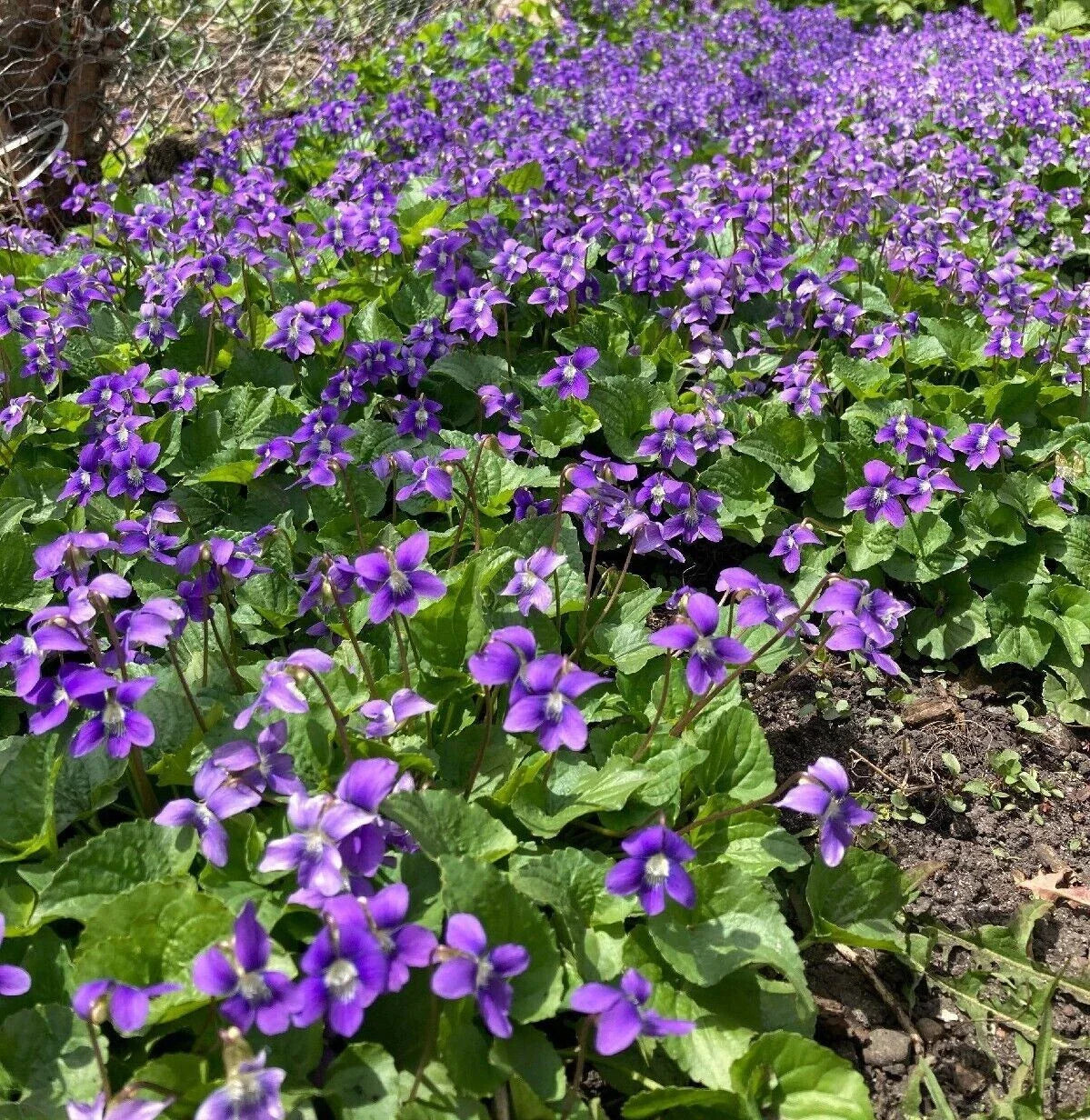 Purple Wild Violet Rhizomes 30+ Organic Bareroot Viola Perennial Edible Herbaceous Plant