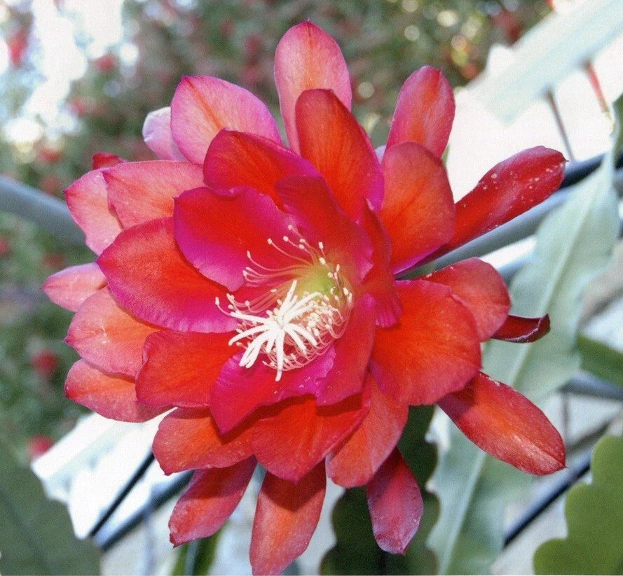 Epiphyllum Orchid Cactus Cutting - IGVAZU FALLS Variety - Epiphyllum spp. - Easy Care Tropical Plant for Indoor Gardening