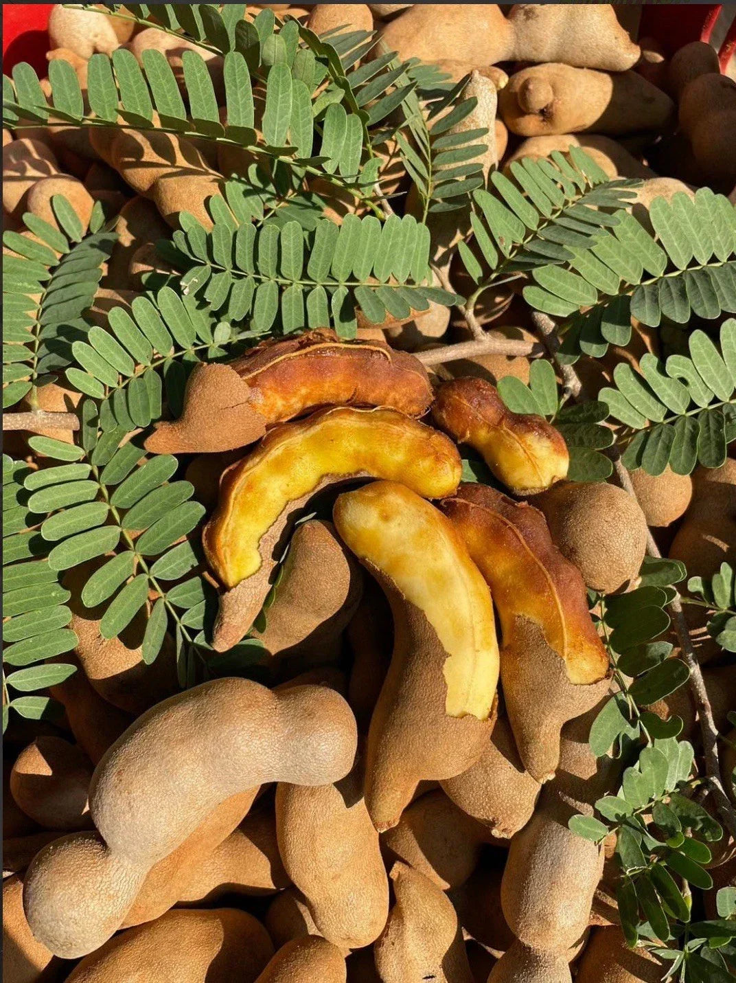 Sweet Tamarind Fruit Tree Pack of 3 Live Plants - Tamarindus indica - Drought-Tolerant, Easy Care, Exotic Fruit Garden