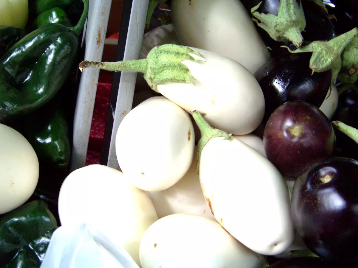 White Casper Eggplant Seeds - 25 Pack Rare Heirloom - Solanum melongena - USA Grown Non-GMO Planting Seeds for Garden