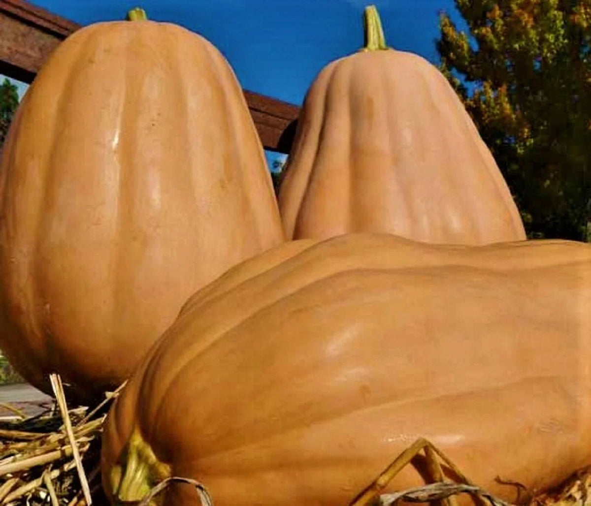 Kentucky Field Pumpkin Seeds - 5 Non-GMO Heirloom Seeds - Cucurbita pepo - Ideal for Carving and Culinary Uses