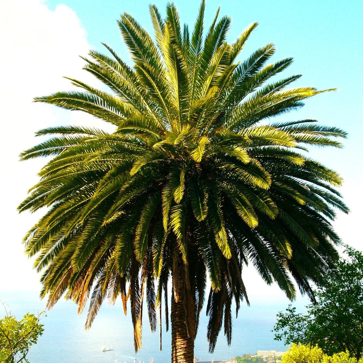 Canary Island Date Palm Seeds - 10 Pack - Phoenix Canariensis - Tropical Landscape Enhancer for 2025 Planting