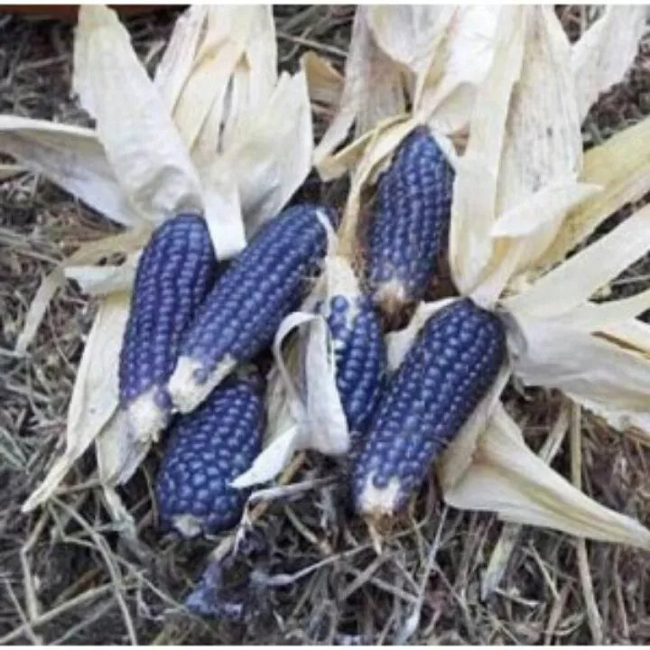 20 Blue Shaman Popcorn Seeds - Heirloom Non-GMO Zea mays everta - Organic Garden Seeds for Home Growing