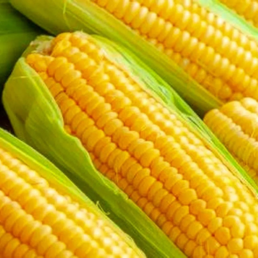 Golden Bantam Corn Seeds | Non-GMO Heirloom Sweet Corn | Zea mays | Organic Garden Seeds for Homegrown Harvest