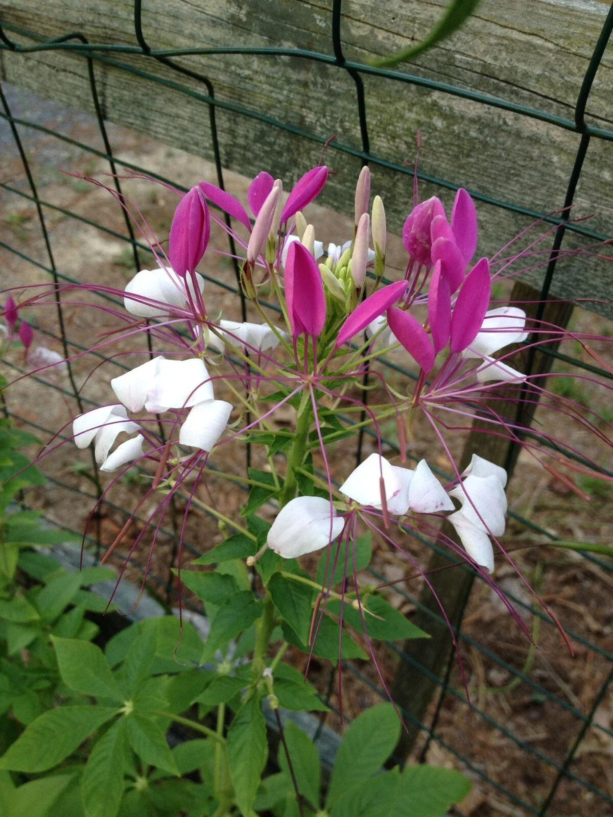100 White Pink Spider Flower Seeds, Clome Spinosa Perennial, Attracts Bees, US Seller, Easy to Grow, Vibrant Blooms