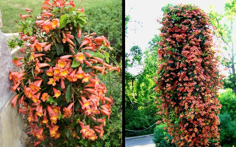 Bignonia Crossvine Rooted Starter Plant 4-Inch Tangerine Beauty Bignonia capreolata - Attracts Butterflies, Vibrant Orange Blooms