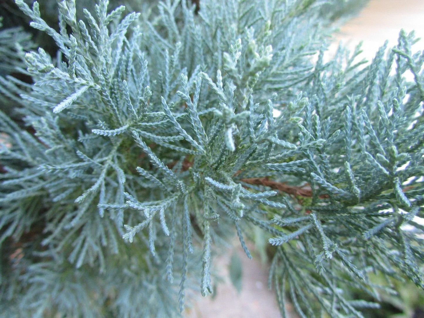 Fresh Cuttings Grey Owl Spreading Juniper | Evergreen Plant for Rooting | Juniperus chinensis 'Grey Owl' | 4 Cuttings