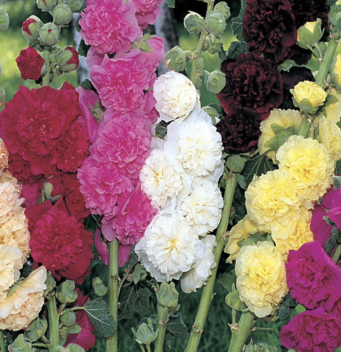 Hollyhock Seeds - 25+ Summer Carnival Mix - Non-GMO - Alcea rosea - Colorful Flower Garden Seeds for Pollinators