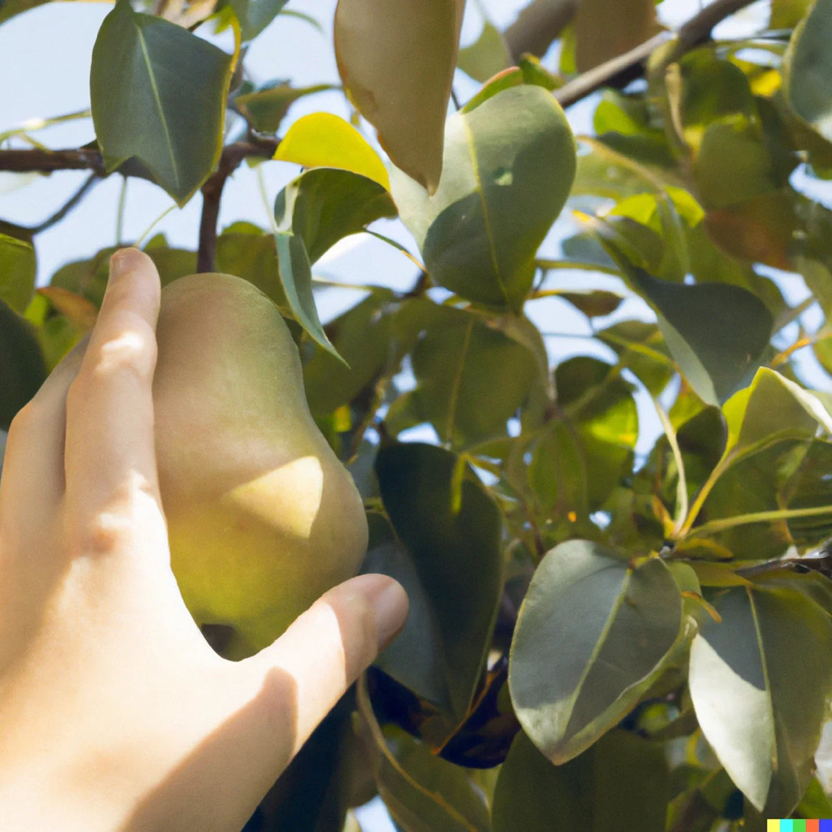 Bartlett Pear Tree Seeds - 10 Pack - Sweet Edible Fruits - Pyrus communis - Home Garden Planting