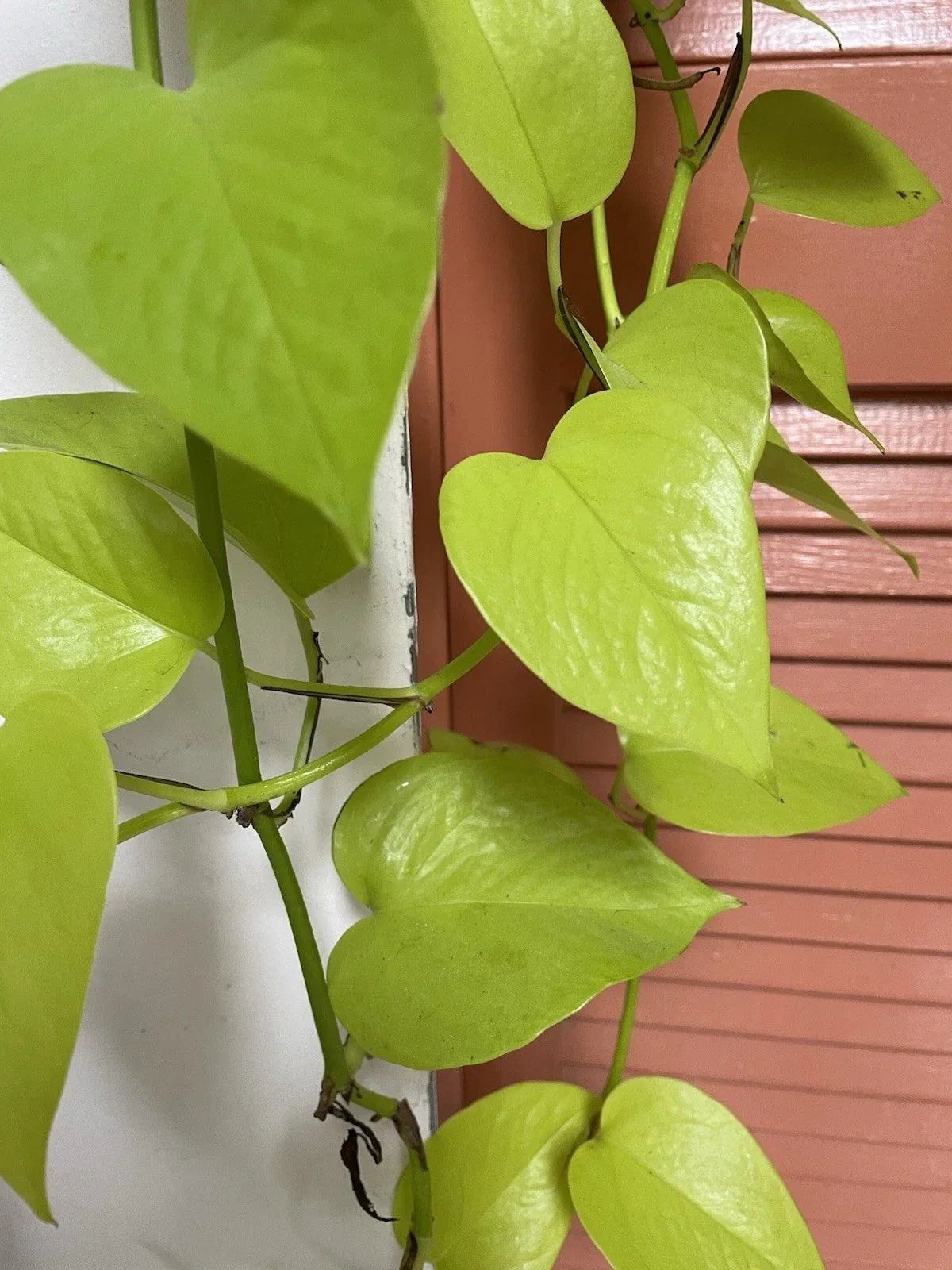 Neon Pothos Cuttings - 4 Fresh Cuttings - Lemon Lime Variety - Epipremnum aureum 'Neon' - Ideal for Propagation