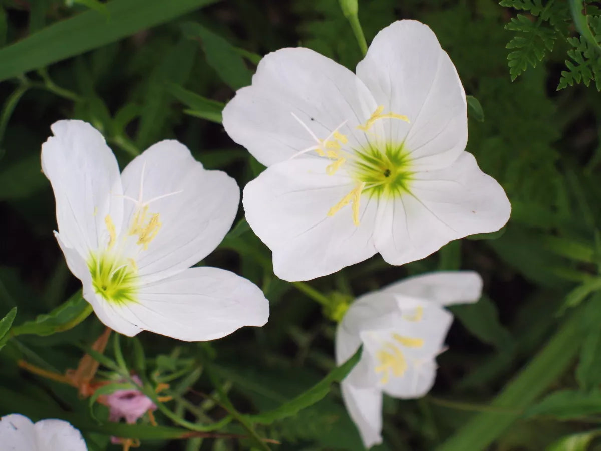 280 Seeds White Evening Primrose Perennial Oenothera biennis Rare Garden Flowers Free Shipping on 15+ Packs
