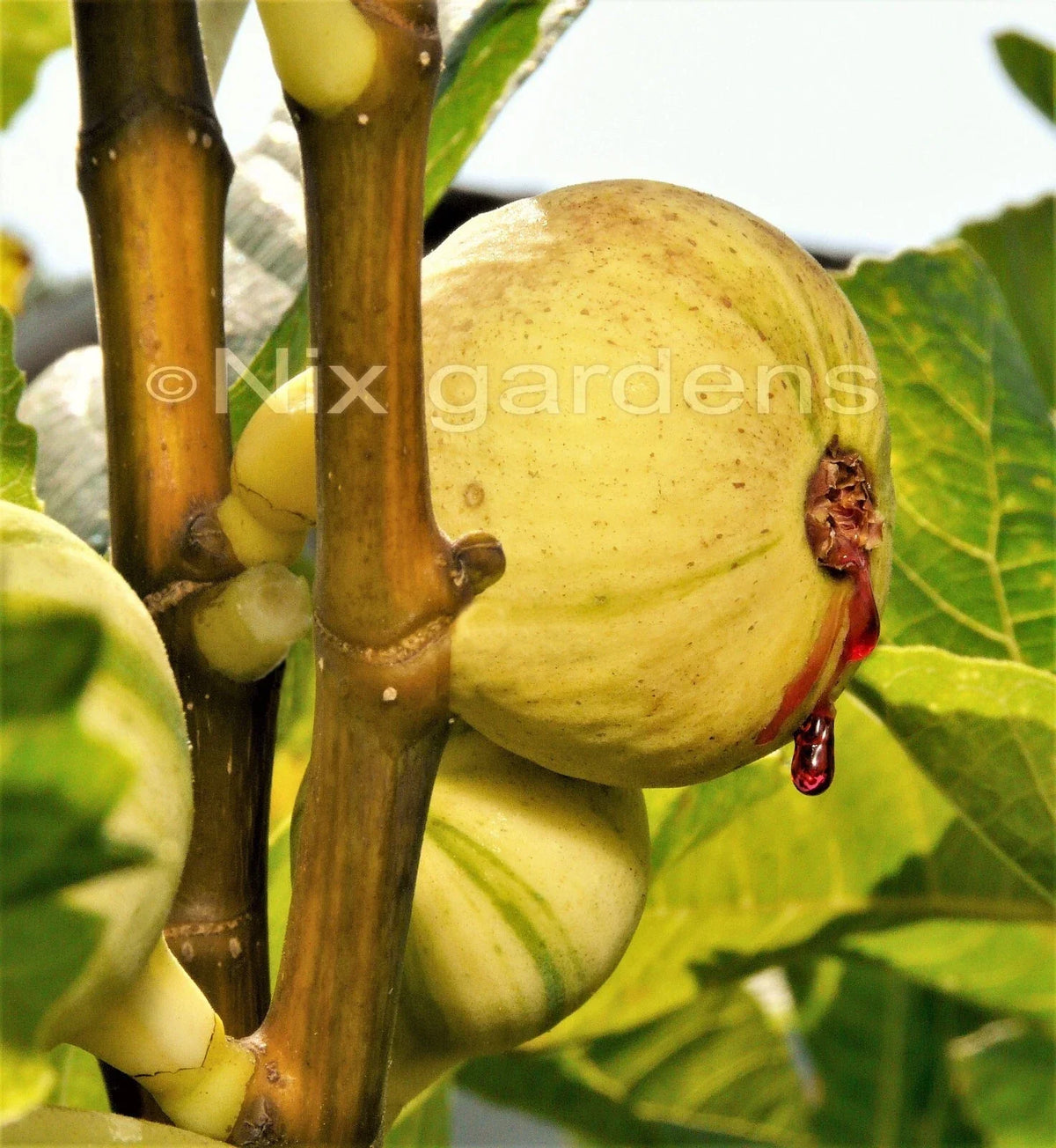Tiger Fig Cuttings - Panache Variety - Ficus carica - Two Healthy Cuttings for Propagation and Gardening