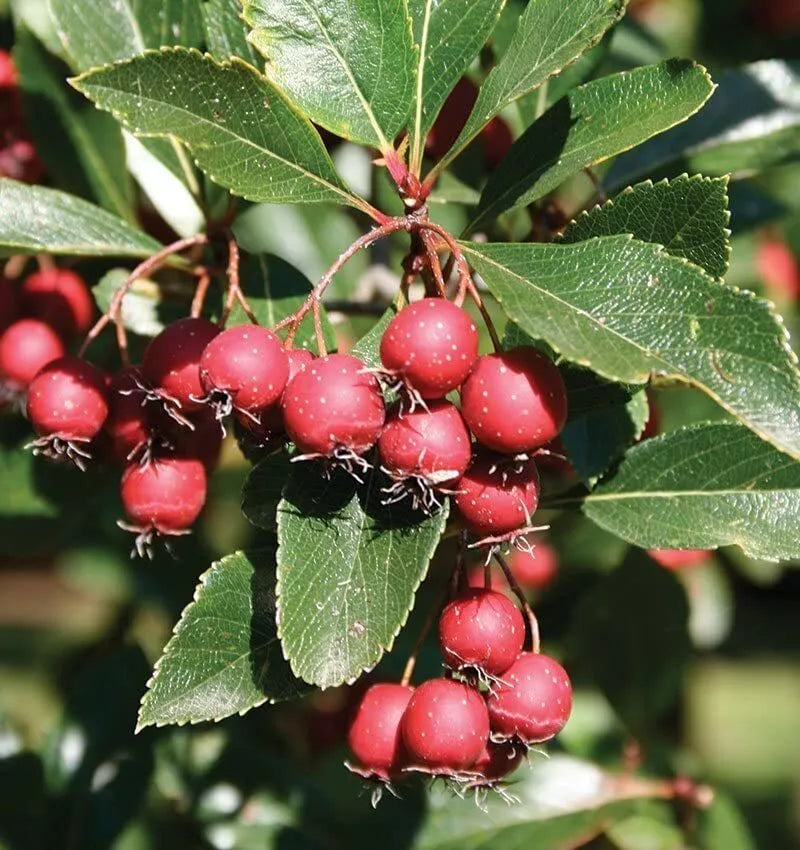 Thornless Hawthorn Tree Seeds - 30 Seeds - Crataegus crus-galli - Ideal for Landscaping and Garden Privacy