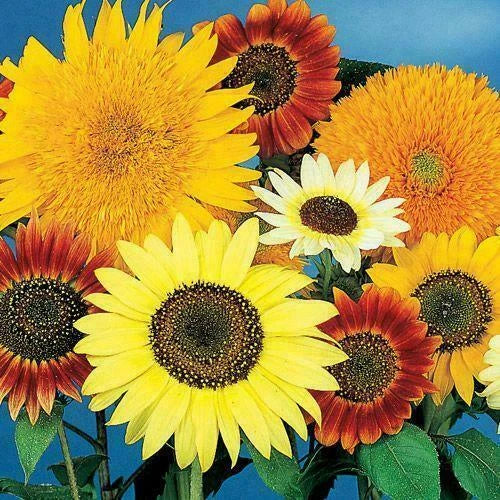 Bulk Sunflower Seeds Mix - 250 Seeds - Non-GMO 7 Varieties - Helianthus annuus - Vibrant Garden Blooms for Pollinators