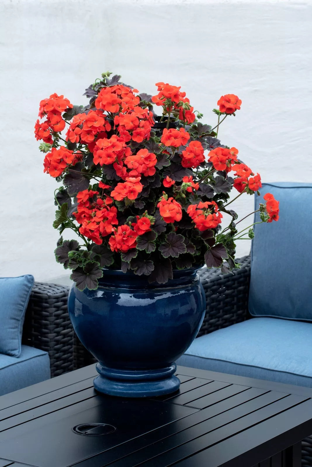 Geranium Plants Plugs (4) Climbing Dark & Handsome Blood Orange Pelargonium Live Annuals for Containers, Zones 9-11