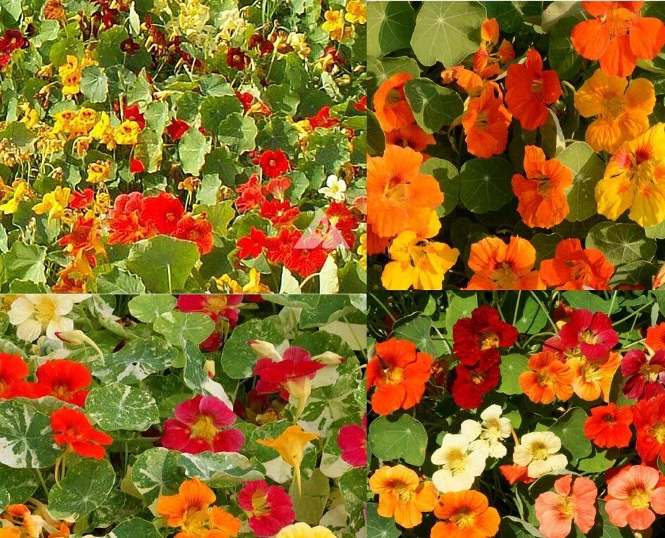 Dwarf Nasturtium Seeds 100 Count Bulk Non-GMO Edible Flowers Tropaeolum majus - Vibrant Orange, Yellow, Red