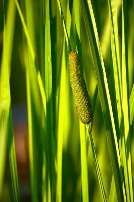 50 Sweet Flag Seeds for Planting, Acorus americanus, Aquatic Perennial, Wetland Plants, Native Landscaping