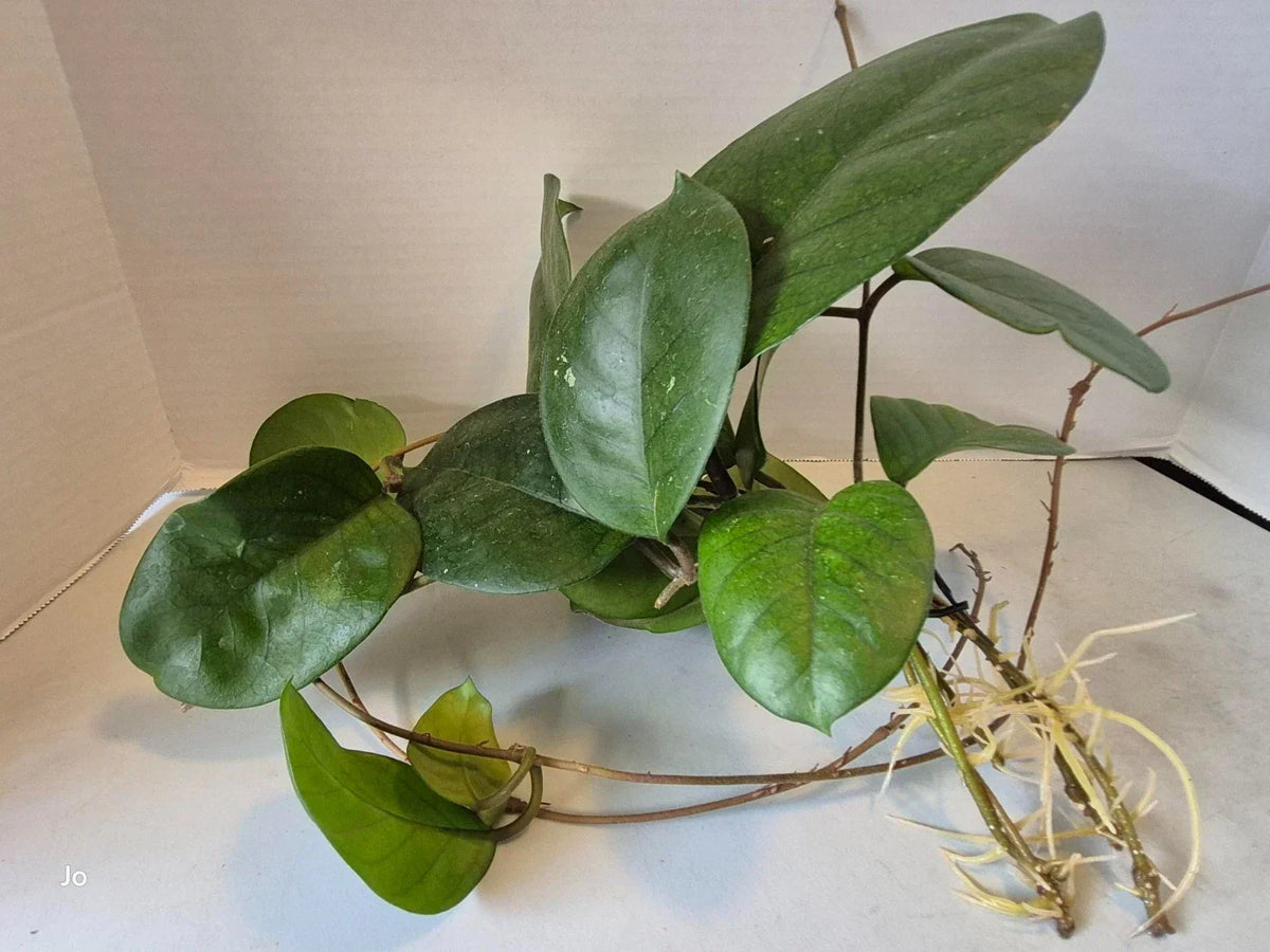 Hoya Fungii Cuttings - 4 Rooted Cuttings for Plant Propagation - Hoya carnosa - Trailing Indoor Plant