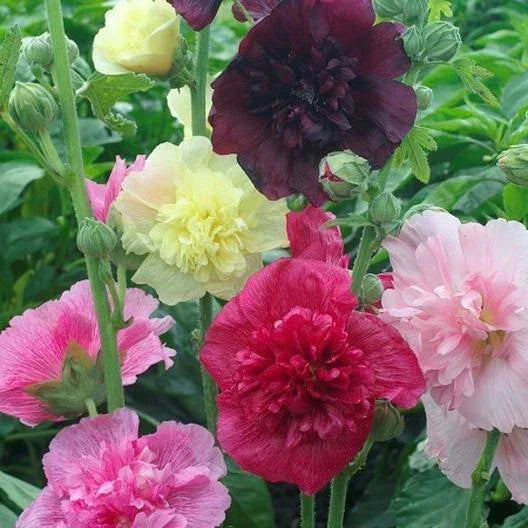 Hollyhock Seeds 50 Count Majorette Double Mix Dwarf Biennial Non-GMO Pollinator-Friendly Alcea rosea