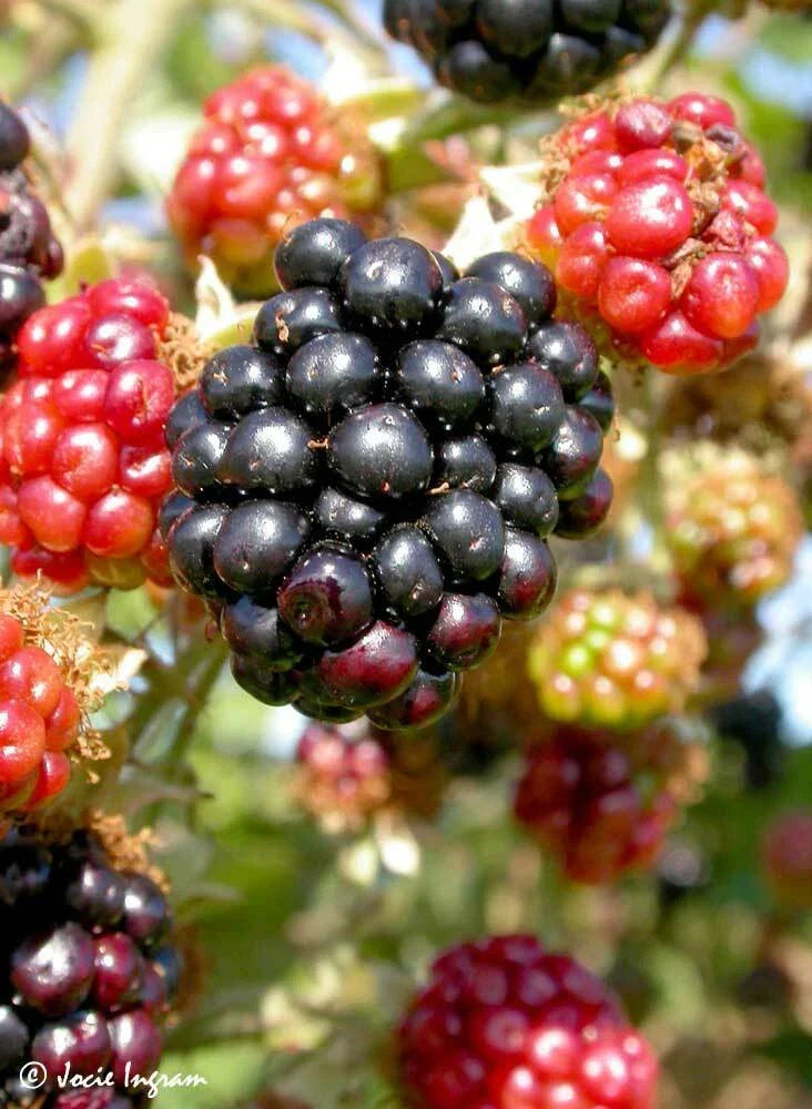 Wild Blackberry Cuttings Set of 12 Unrooted - Rubus fruticosus - Organic, Vigorous Growth for Home Gardening, Edible Berries