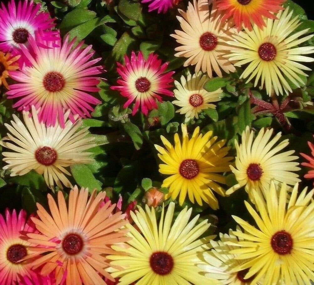 Ice Plant Flower Seeds 2000+ Mixed Color Annual, Livingstone Daisy, Dorotheanthus bellidiformis, Free Shipping