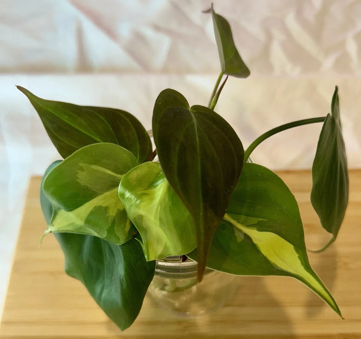 Philodendron Cutting Bundle - Rooted Node & Leaf - Micans, Brasil, Heartleaf - Philodendron spp. - Indoor Plant Cuttings