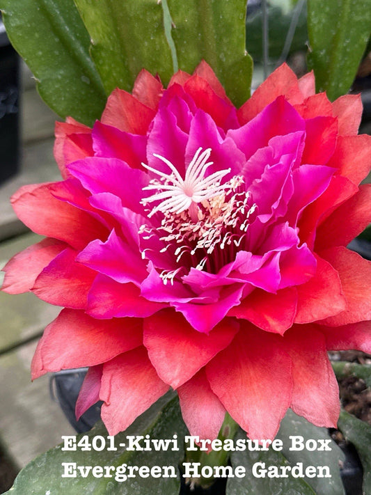 Epiphyllum Orchid Cactus Plant 4” Starter Pot “Kiwi Treasure Box” - Unique Houseplant for Indoor Gardening
