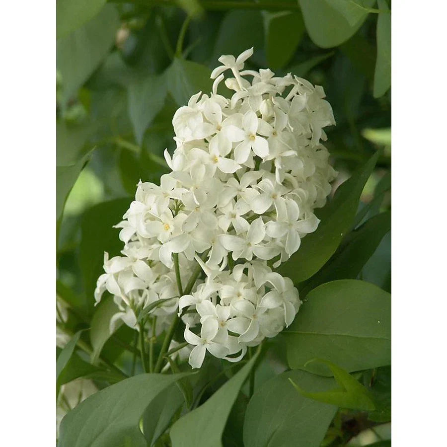 Unroot Cuttings Angel White Lilac 5 Pack - Pure White Syringa vulgaris - Fragrant Compact Shrub for Gardens and Landscapes