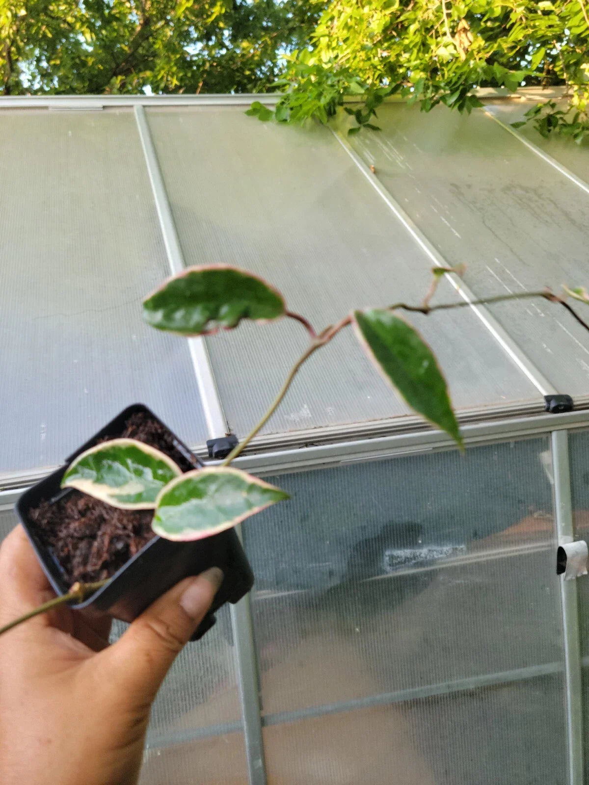 Hoya Krimson Queen Plant - Rooted Variegated Green & White Foliage - Hoya carnosa 'Krimson Queen' - Easy Care Houseplant