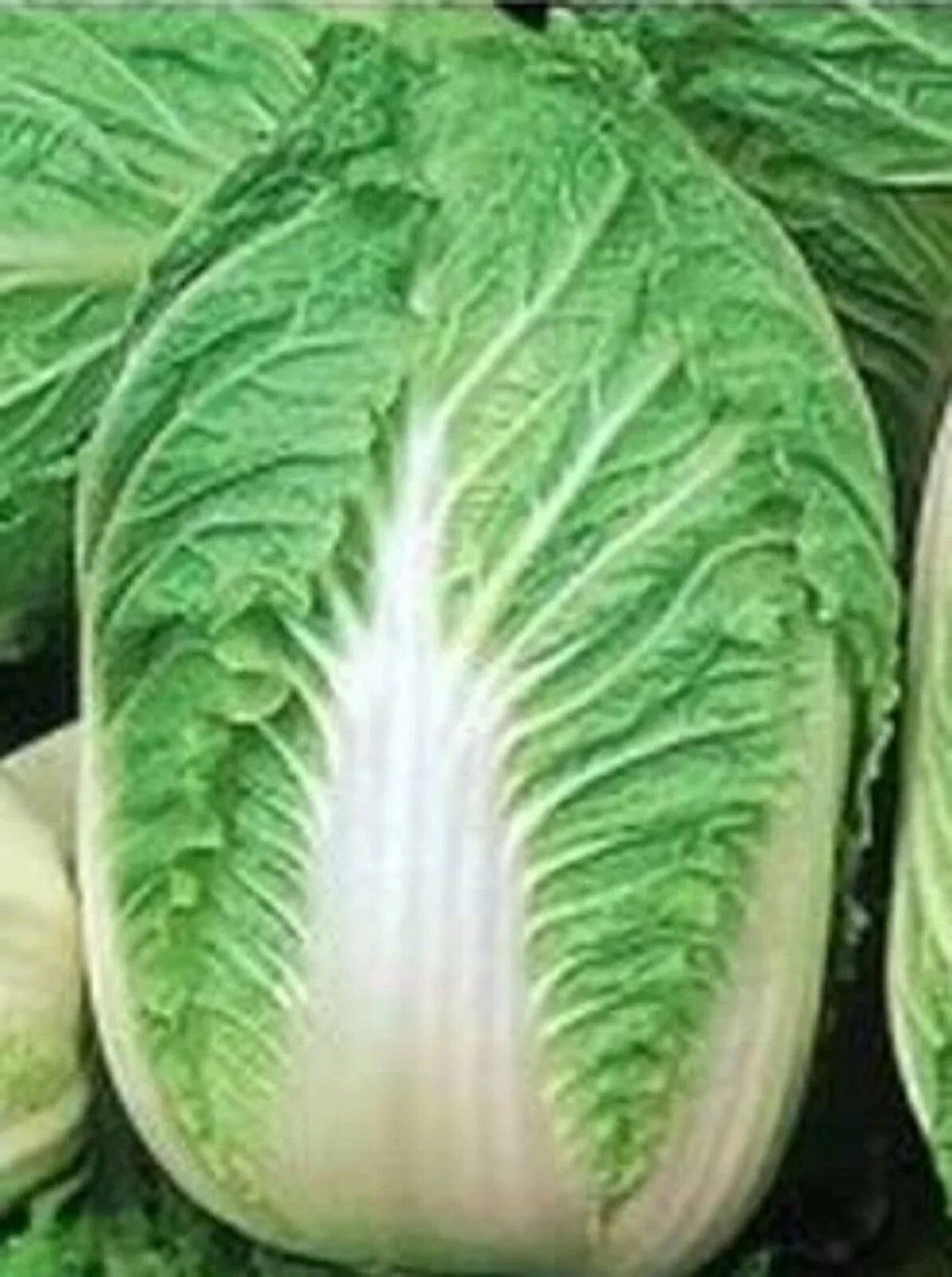 Chinese Cabbage Seeds - 500+ Non-GMO Michihili Variety - Brassica rapa - Ideal for Home Gardening and Culinary Use