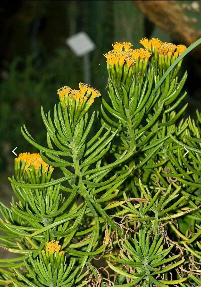 10 Senecio barbertonicus Cuttings - Lemon Bean Bush Live Plant Cuttings for Indoor/Outdoor Gardening - No Roots
