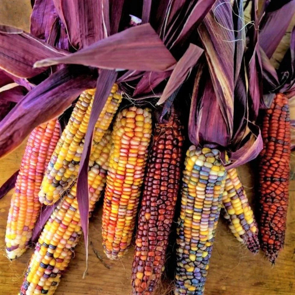 Seneca Red Stalker Ornamental Corn Seeds - Purple Red Husk - Zea mays - Non-GMO - 50 Seeds for Garden Decor and Education