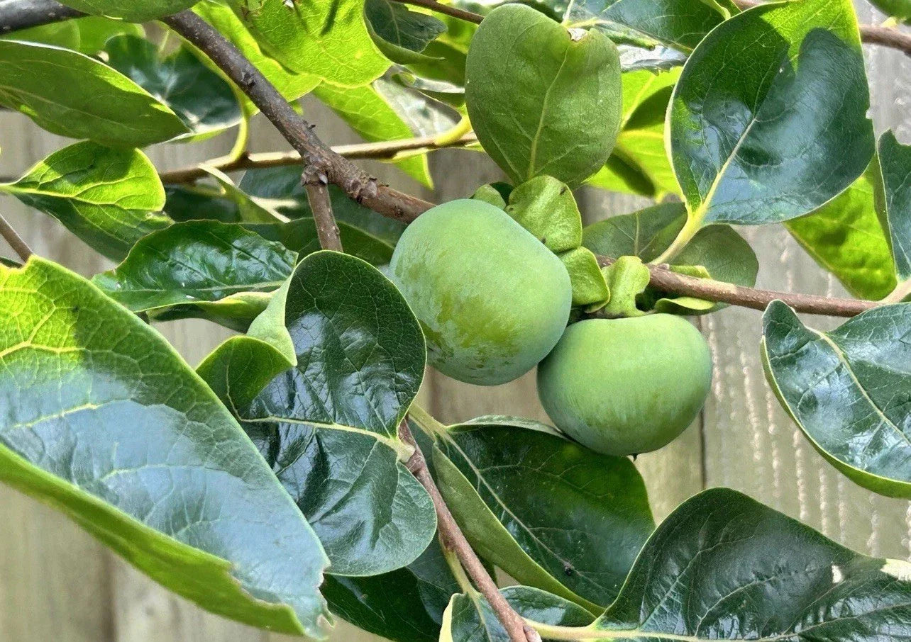 Japanese Fuyu Persimmon Tree Scions 6-8in for Rooting/Grafting - Diospyros kaki - 5 High-Quality Cuttings for Home Gardeners