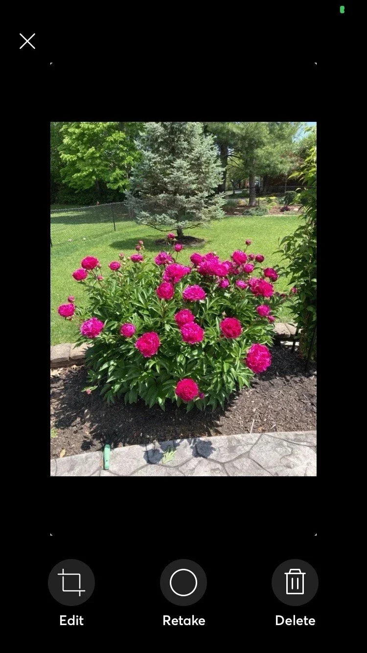 Peony Plant Bare Root Pink Double Petal Sarah Bernhardt Paeonia lactiflora - Fragrant Flower Bush for Gardens