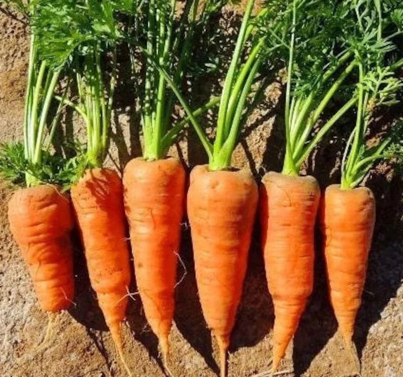 Chantenay Red Core Carrot Seeds - 200+ Non-GMO Heirloom - Daucus carota - Sweet, Tender, Short Roots for Home Garden