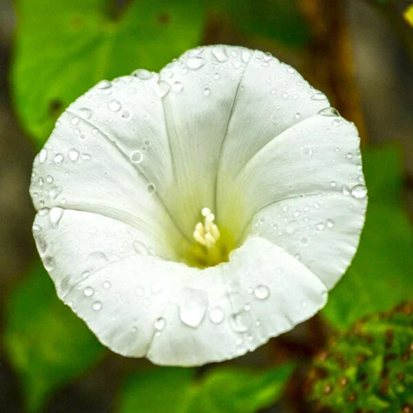 Pearly Gates Morning Glory Seeds | 4" White Flowers | Ipomoea purpurea | 1942 AAS Winner | Non-GMO Garden Seeds