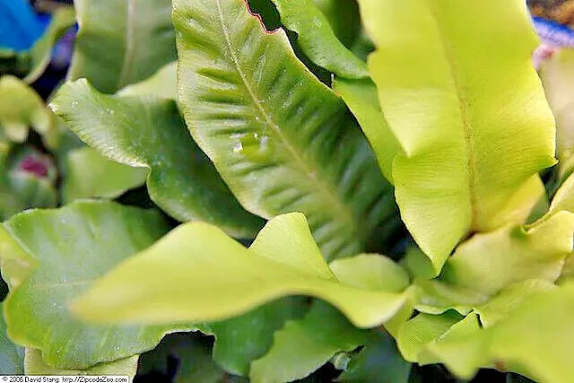 Hardy Tongue Fern Spores 1001 Seeds Cold Hardy Asplenium scolopendrium, Vibrant Green Foliage for Indoor & Garden