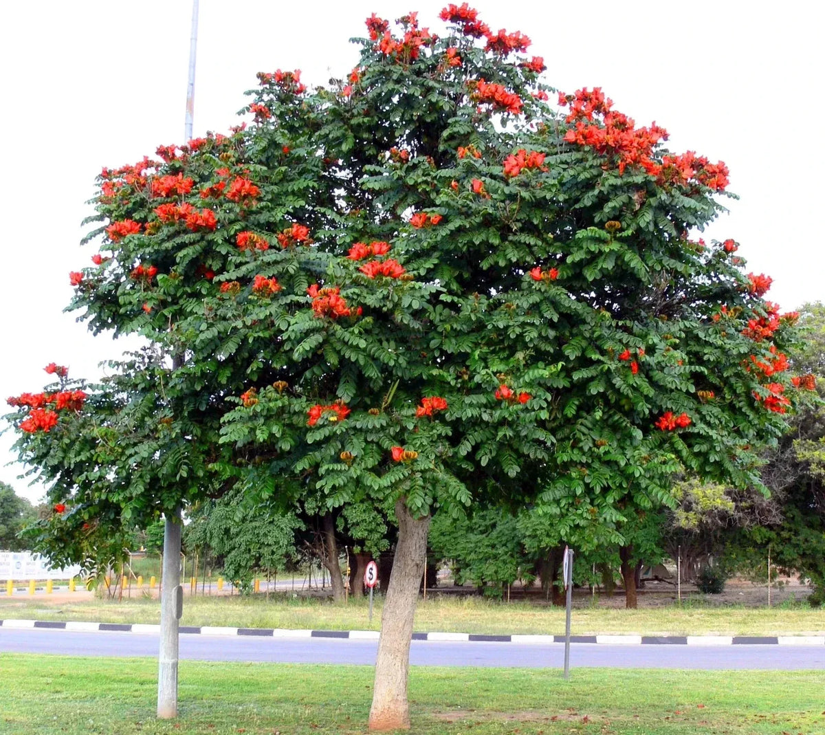African Tulip Magnolia Seeds - 10 Pack - Spathodea campanulata, Flame of the Forest, Tropical Flowering Tree Seeds