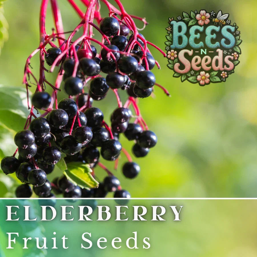 Elderberry Seeds - 175/450 Non-GMO Fruit Seeds - Dark Purple Berries - Sambucus canadensis - Easy to Grow Garden Plants