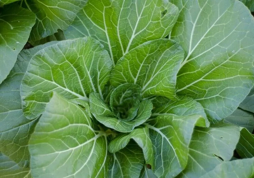 Collard Greens Seeds - 300+ Count - Vates Variety - Brassica oleracea - Heirloom Vegetable for Gardening and Cooking