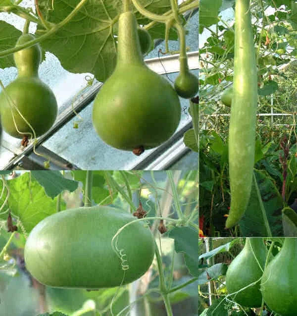 Large Mixed Gourd Seeds - 20 Count Variety for Planting - Cucurbita Pepo - Ideal for Garden & Crafting