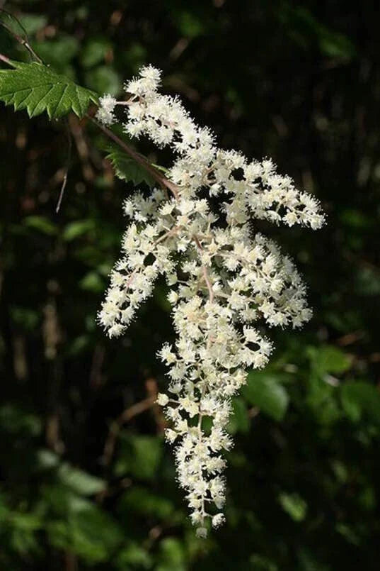 Ocean Spray Bush Seeds - 50 Seeds - Cream Flowering Plant - Holodiscus discolor - Native for Gardens & Landscaping