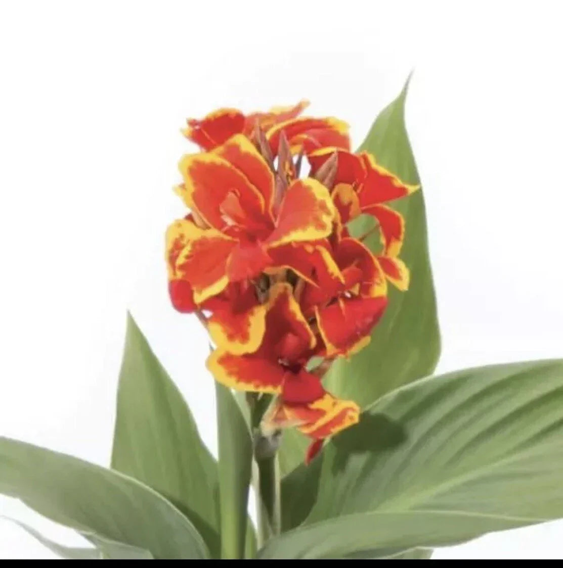 Yellow Red Canna Lily Plant Plug 3 Inch Pot Canna Indica Tropical Flower